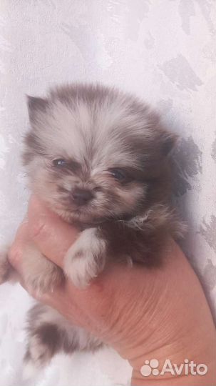 Микро померанец