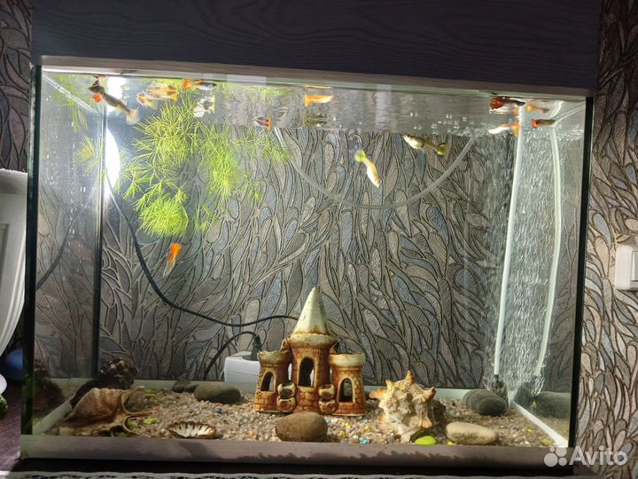 Аквариум с рыбками