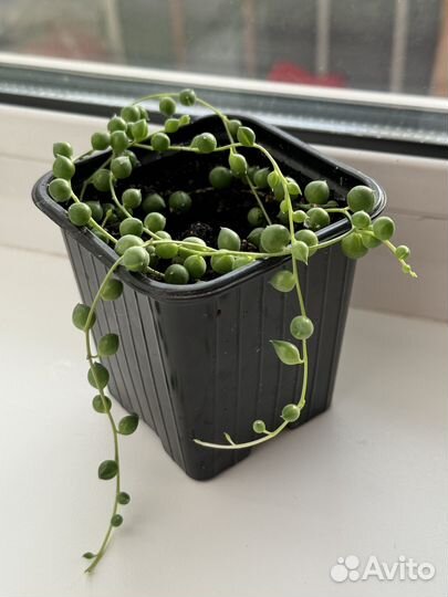 Крестовник роули