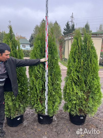 Туя Смарагд 180-200