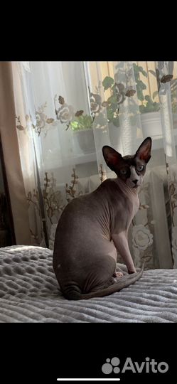 Канадский сфинкс котенок девочка
