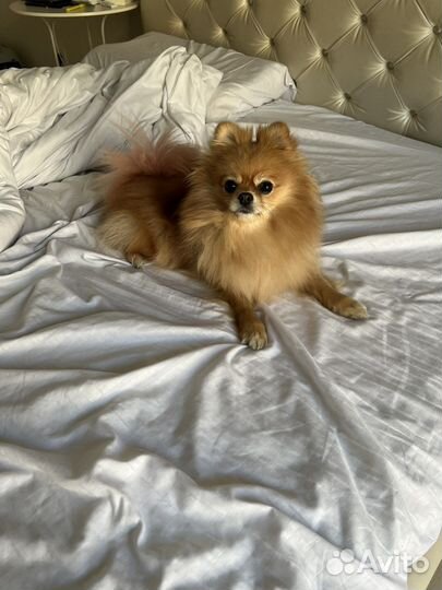 Передержка домашних животных