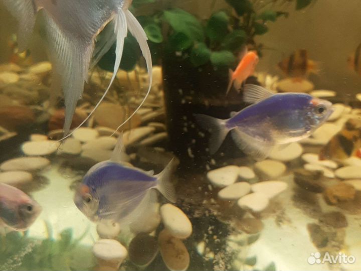 Аквариумные рыбки