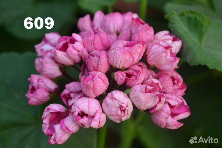 Пеларгония тюльпановидная (укорененные черенки)