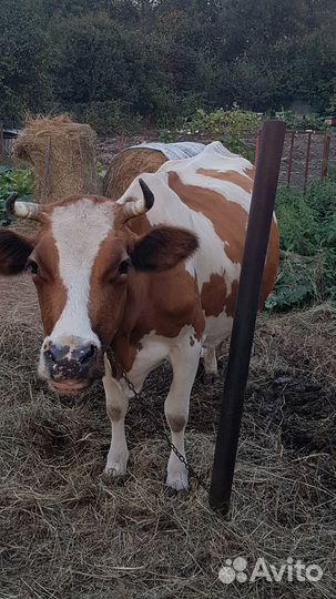 Продам корову 5-м телком