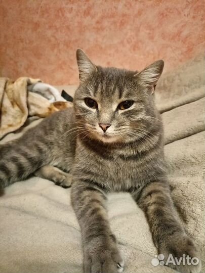 Котик в добрые руки