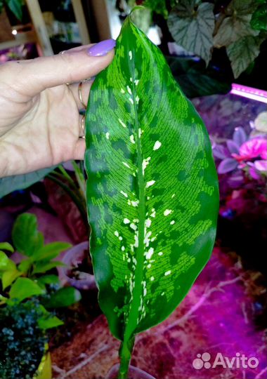 Диффенбахия Kled Mangkorn