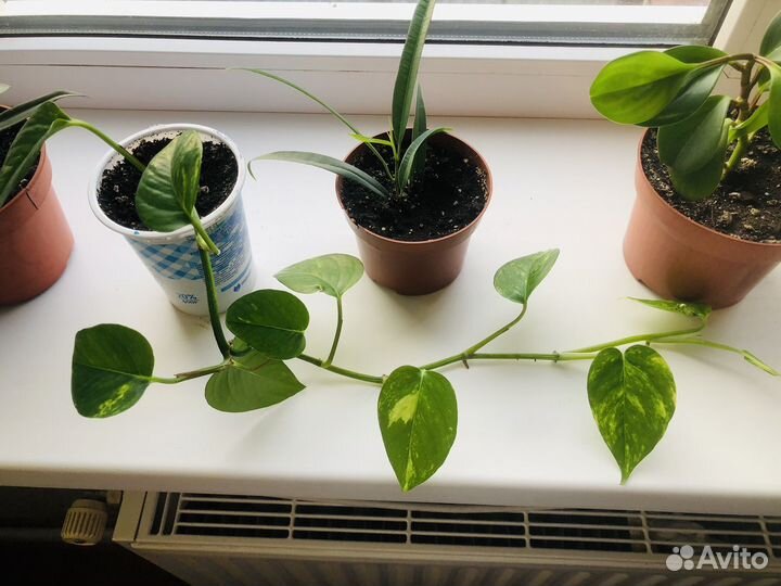 Цветы комнатные