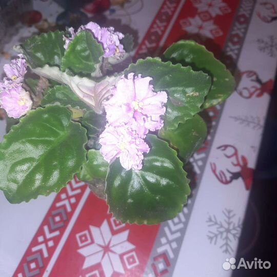 Комнатные цветы