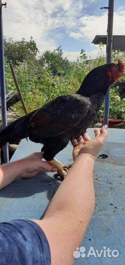 Породная птица