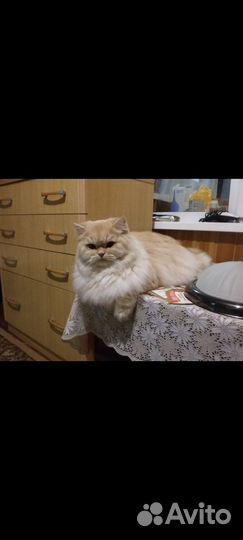 Персидские котята