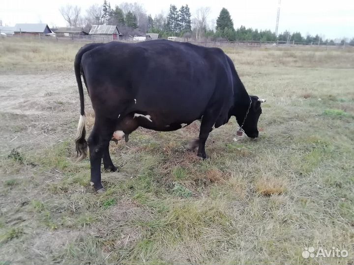 Корова стельная