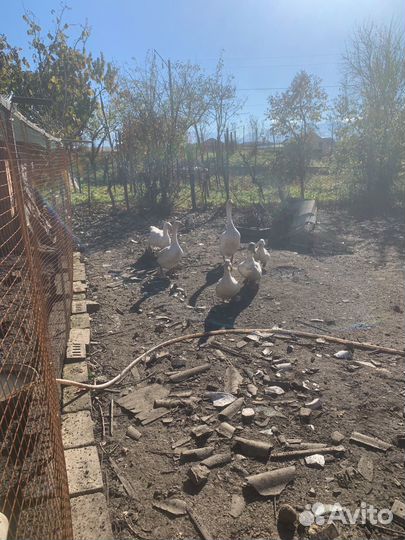 Утки и гуси