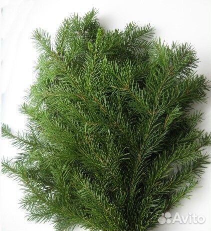 Елка натуральная, еловые ветки,лапник.веточки елки