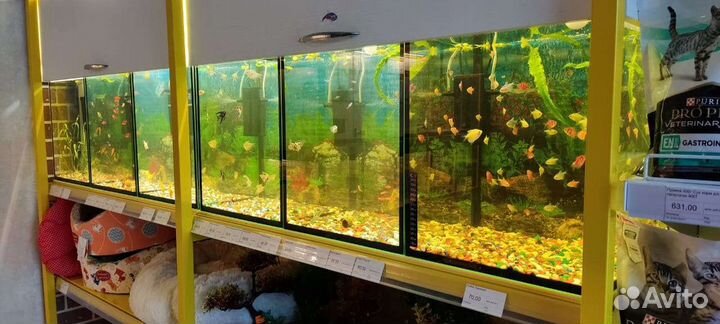 Аквариумные рыбки