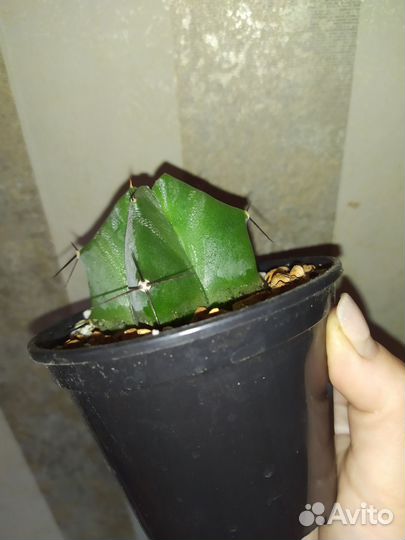 Кактусы редкие