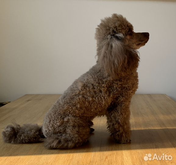 Той-пудель коричневого окраса для вязки