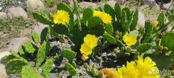 Кактусы зимующие на улице в средней полосе России