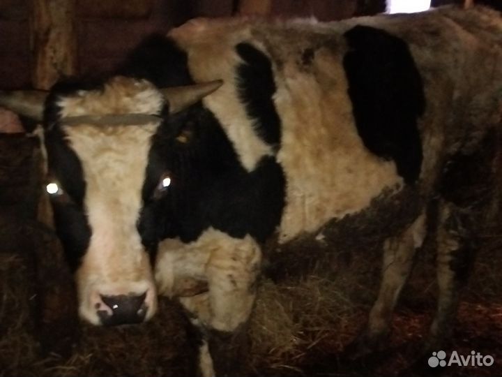 Коровы и телки стельные