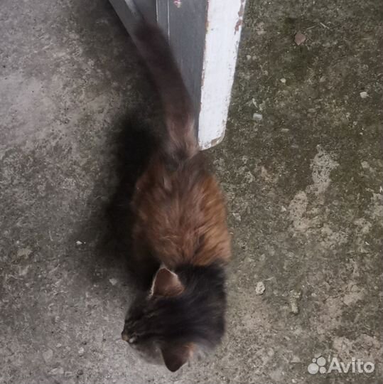 Котенок (кошечка)