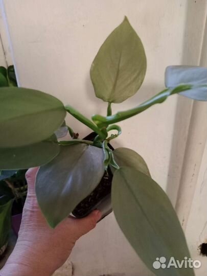 Филодендроны