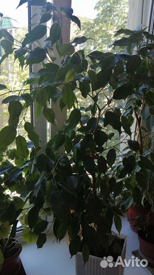 Фикус бенджамина