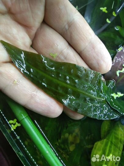 Аквариумные растения