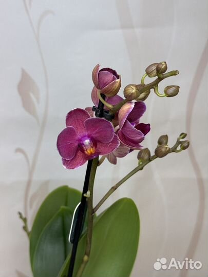 Орхидея фаленопсис