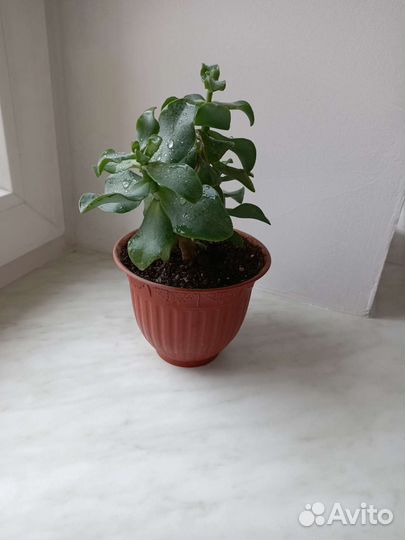 Денежное дерево