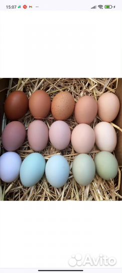 Инкубационное яйцо кур несушек