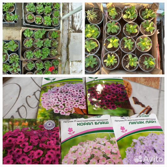 Петуния ампельная, газания, бакопа