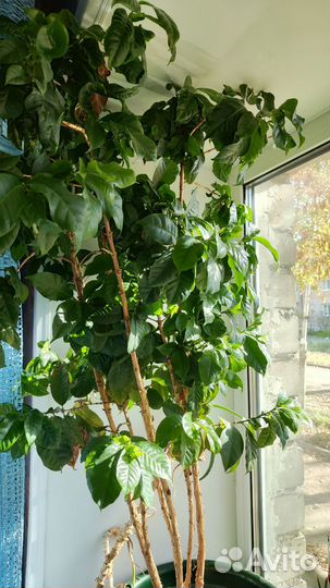 Кофейное дерево