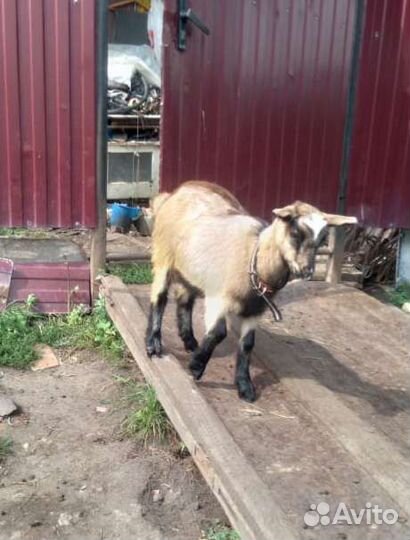 Козочки, козлики