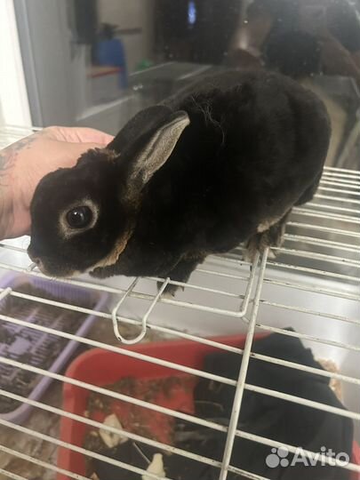 Кролик карликовый рекс