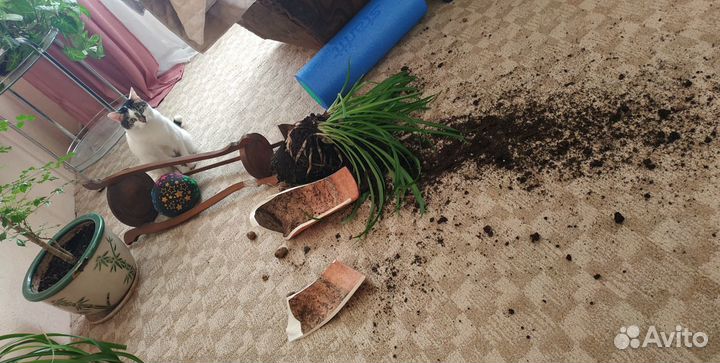 Передержка животных, выгул собак