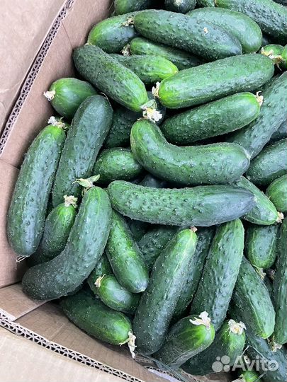Огурцы маша