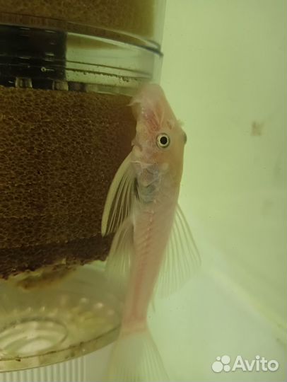 Анцитрусы разные