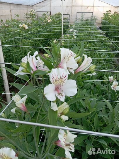 Альстромерия Срез