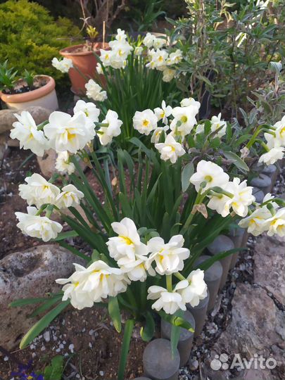 Олеанд. Нарцисс. Яснотка