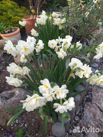 Олеанд. Нарцисс. Яснотка