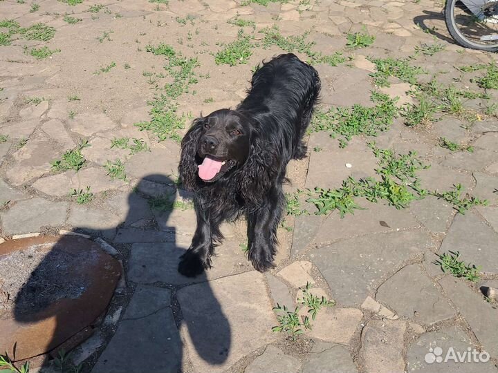 Русский спаниель