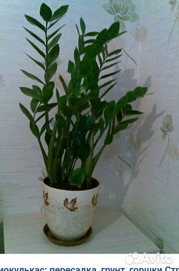 Замиакулькас. «Долларовое дерево»