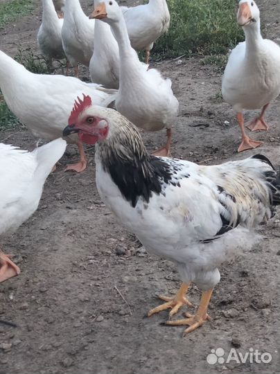 Продаются петушки. Родились в начале апреля