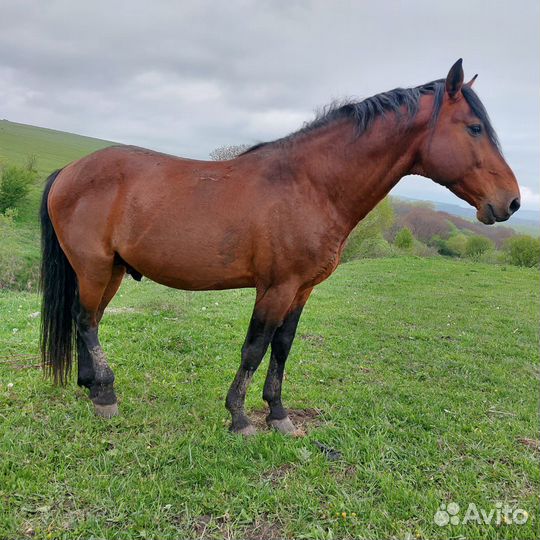 Карачаевский жеребец