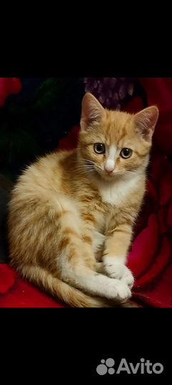 Кошка