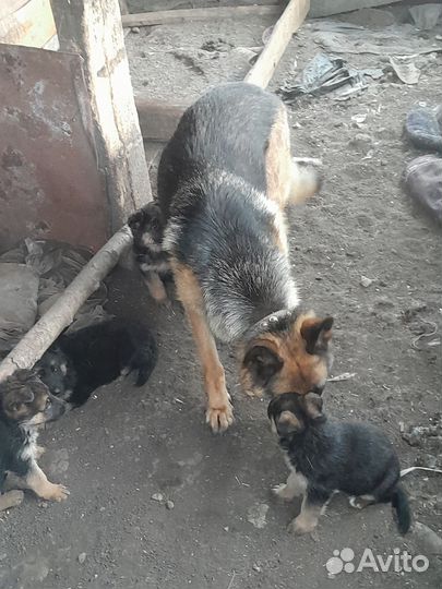 Немецкая овчарка