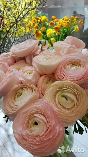 Ранункулюсы