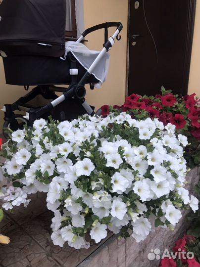 Петуния для больших горшков