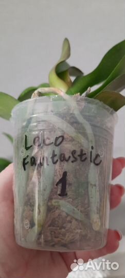 Phal. Leco Fantastic