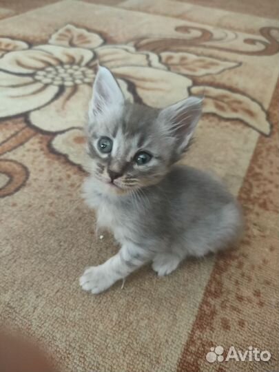 Котенок